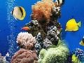 게임 Море подводное различие 온라인