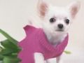 게임 귀여운 강아지 퍼즐 온라인