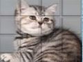 게임 픽푸 고양이  온라인