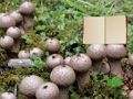 게임 Lycoperdon 버섯 땅 탈출  온라인