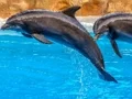 게임 Sea Dolphin Jigsaw 온라인