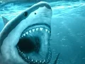 게임 Hungry Shark 온라인