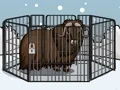 게임 Rescue The Musk Ox 온라인