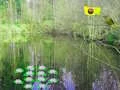 게임 Sunlight Forest Adventure 온라인