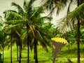 게임 Escape From Coconut Land 온라인