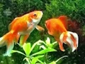게임 Blue Fish Escape 온라인