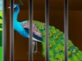 게임 Liberate the Caged Beauty 온라인