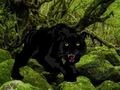 게임 Escape from Black Panther Forest 온라인