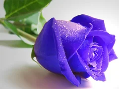 게임 Blue Roses 온라인