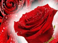 게임 Red Roses 온라인