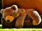게임 Plush Teddy Bear 온라인