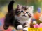 게임 Puzzle Sliding Kittens 온라인