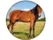게임 Animal Quiz 온라인