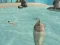게임 Shark Simulator Beach Killer 온라인