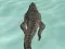게임 Crocodile Simulator Beach Hunt 온라인