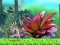 게임 King Julien: Schnapp' die Krone 온라인