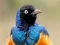 게임 Animal Puzzle: Wildlife & Logic 온라인