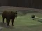 게임 Bear Den 온라인