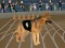 게임 Crazy Dog Racing Fever 온라인