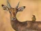 게임 Wild Deer Jigsaw 온라인