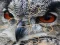 게임 Wild owl Jigsaw 온라인