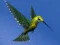 게임 Hummingbird House Escape 온라인
