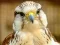 게임 Gyrfalcon Jigsaw 온라인