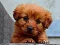 게임 Puppy Puzzle 온라인