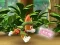 게임 Paw Patrol: Tracker's Jungle Rescue 온라인