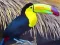 게임 Toucan Bird Jigsaw 온라인
