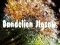 게임 Dandelion Jigsaw 온라인