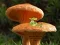게임 Mushroom Plant Land Escape 온라인