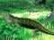 게임 Lizard Forest Escape 온라인