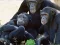 게임 Funny Chimpanzee Jungle Escape 온라인