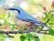 게임 Hidden Spots Birds 온라인