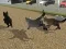 게임 Run Cat Cat Race 온라인