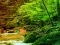 게임 Peaceful Rainbow Forest Escape 온라인