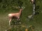 게임 Sniper Hunting Deadly Animal 온라인
