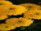 게임 Chrysanthemums Jigsaw 온라인