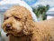 게임 Labradoodle Jigsaw 온라인