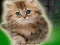 게임 Couple Kitten Escape 온라인