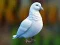 게임 Realistic Pigeon Rescue 온라인
