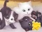 게임 Jigsaw Puzzle: Playing Cats 온라인