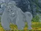 게임 Help The Hungry Chimpanzee 온라인