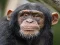 게임 Chimpanzee Jigsaw 온라인