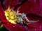 게임 Crab Spider Jigsaw 온라인
