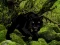 게임 Escape from Black Panther Forest 온라인