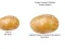 게임 Potato Construct 2 Edition 온라인