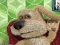 게임 Talking Ben the Dog 온라인