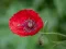 게임 Poppy Nature Flower Jigsaw 온라인